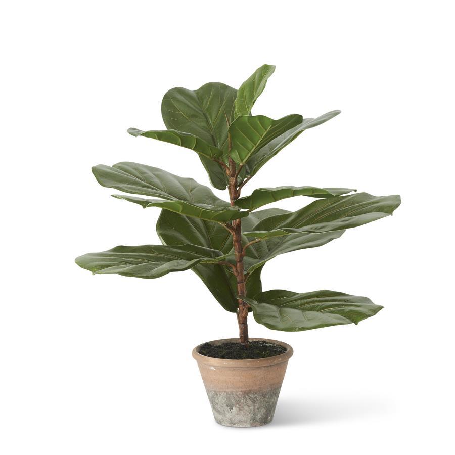 Fiddle Leaf Fig in Distresses Clay Pot