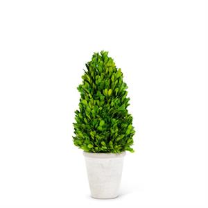 Boxwood Cone Tree in WW Terra Cotta Pot