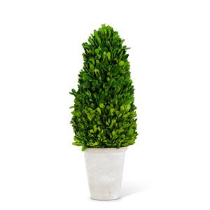 Boxwood Cone Tree in WW Terra Cotta Pot
