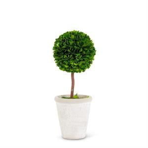 Preserved Boxwood Ball Topiary in White Pots