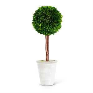 Preserved Boxwood Ball Topiary in White Pots