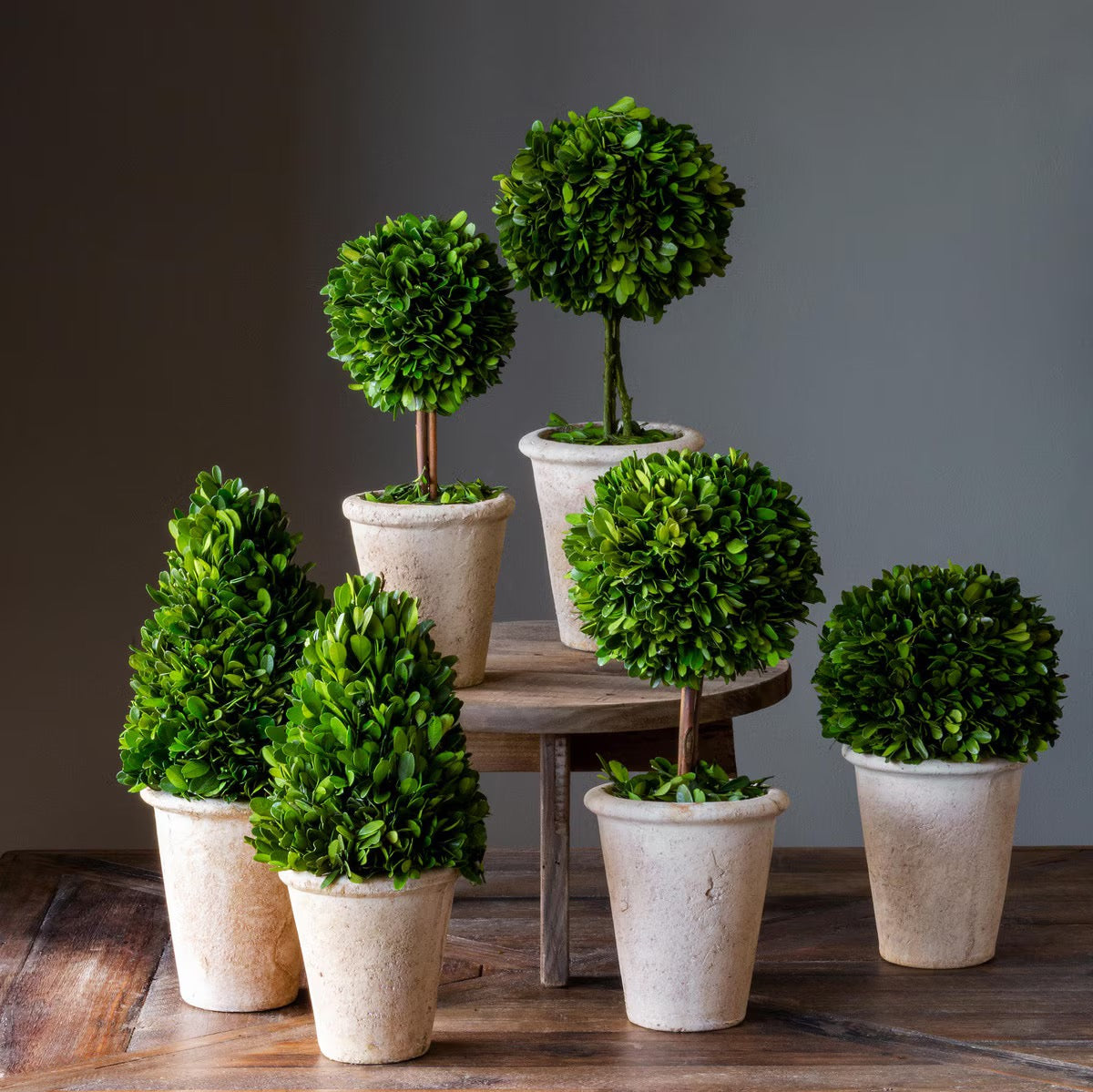 Boxwood Topiaries