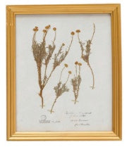 Flora Gold Frame