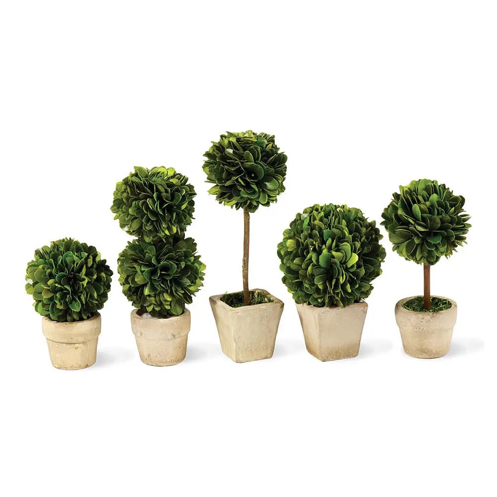 Boxwood Mini Topiaries Set of 5