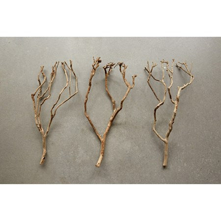 Natural Tea Tree Branch. BACK ORDERED