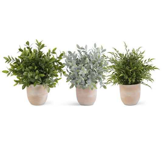 Herb in Terracotta Pot 13"