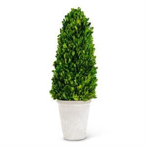 Boxwood Cone Tree in WW Terra Cotta Pot