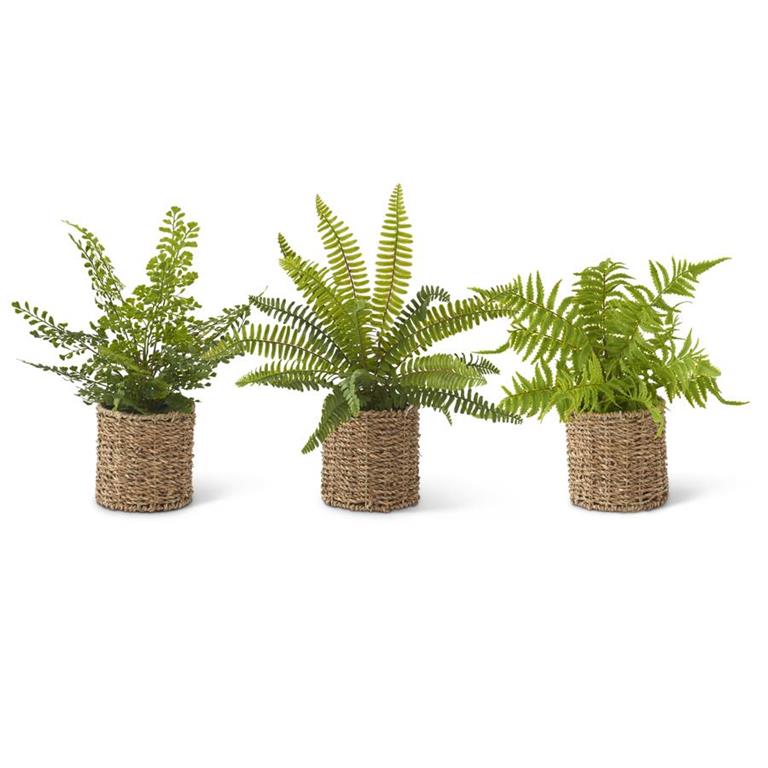 Ferns With Woven Basket