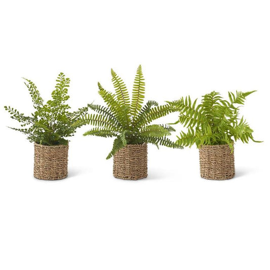 Ferns With Woven Basket