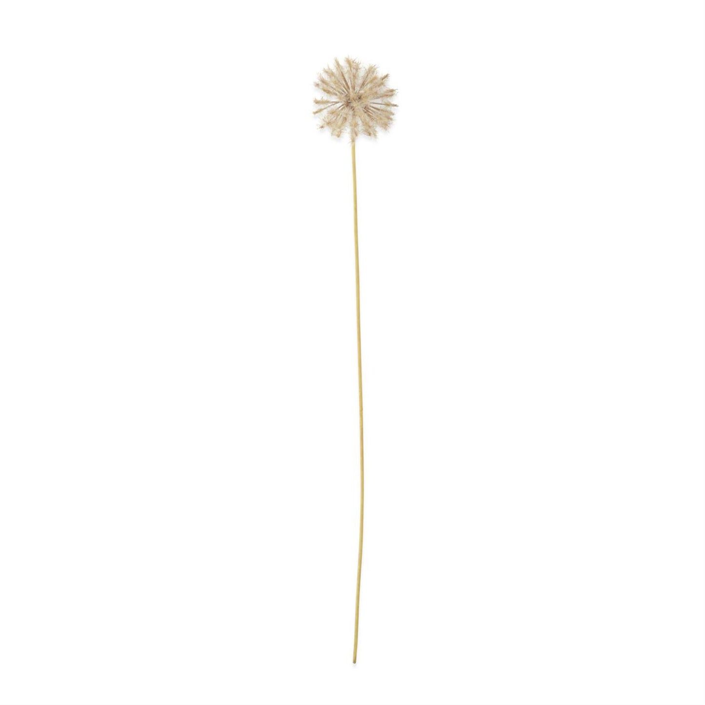 Dandelion Stem