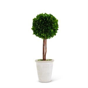 Preserved Boxwood Ball Topiary in White Pots