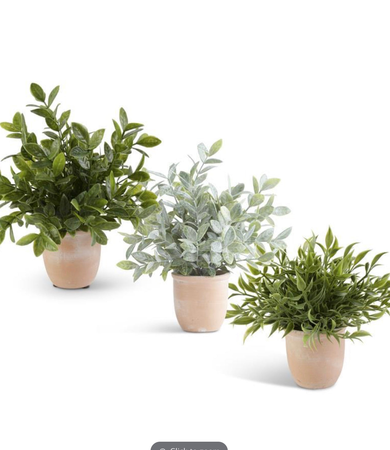 Herbs in Terracotta