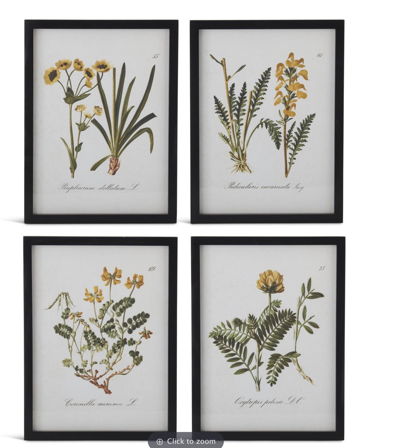 Botanical Framed Art
