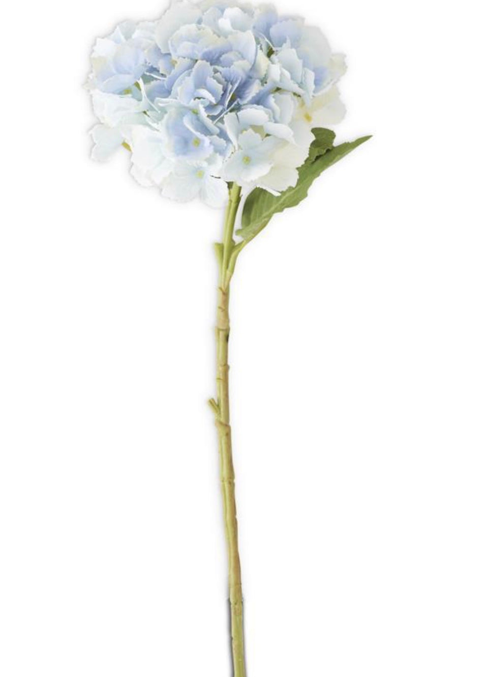 Hydrangeas Blue