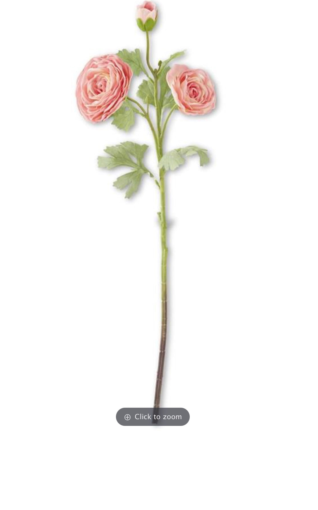 Ranunculus DK PK