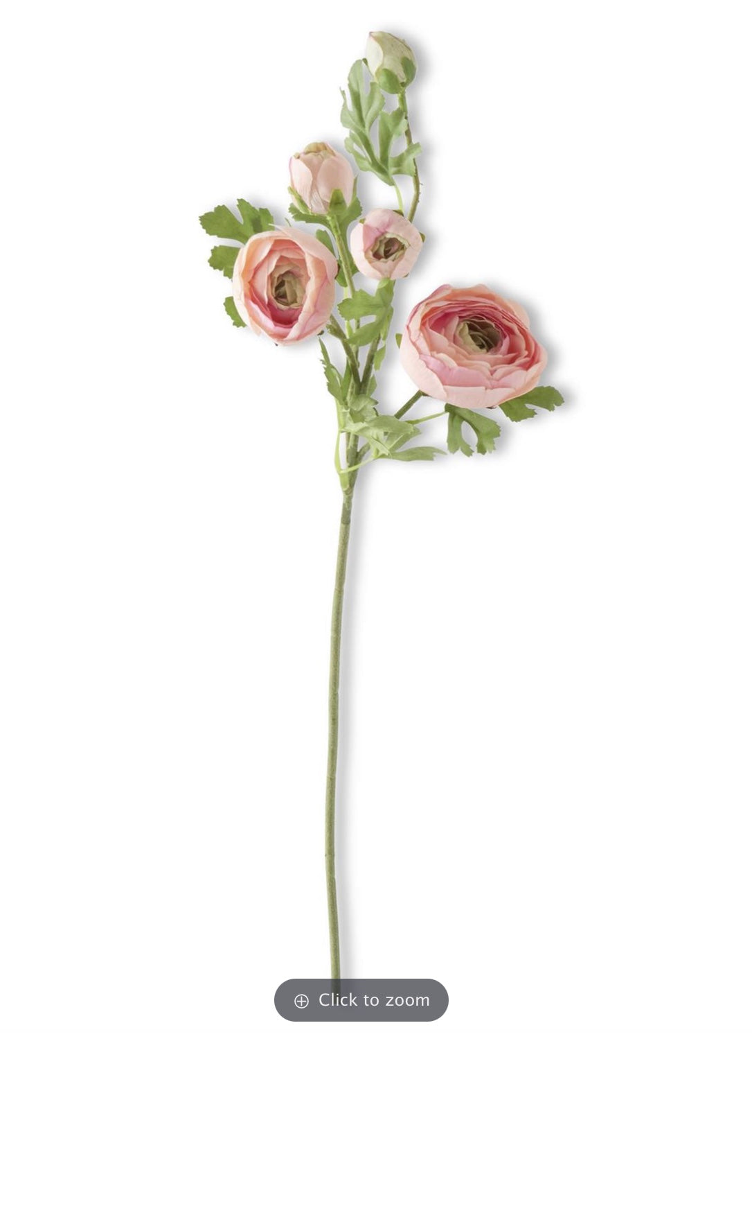 Ranunculus Light PK