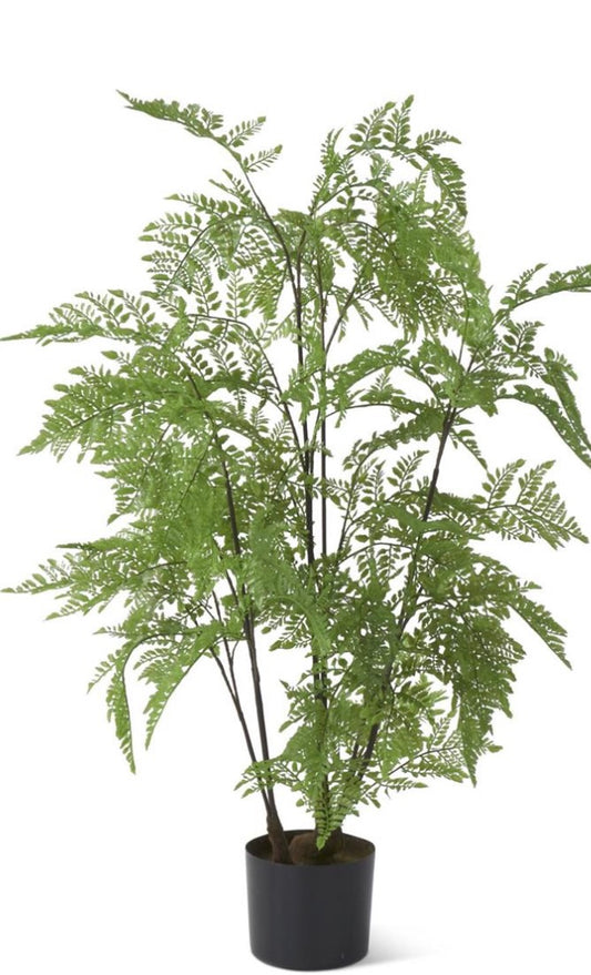 3 Ft Fern