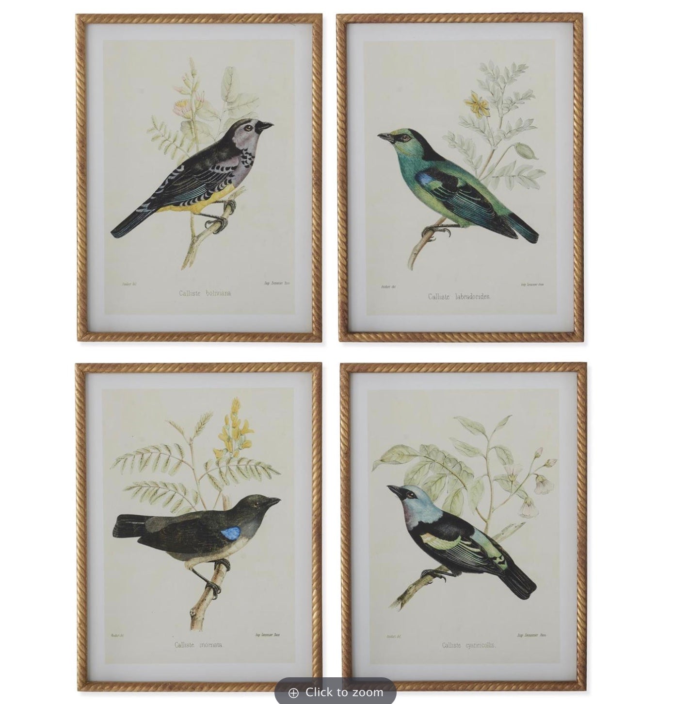 Gold Framed Bird Print  23.5 in