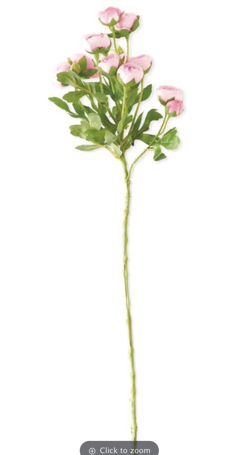 Mini Ranunculus PK