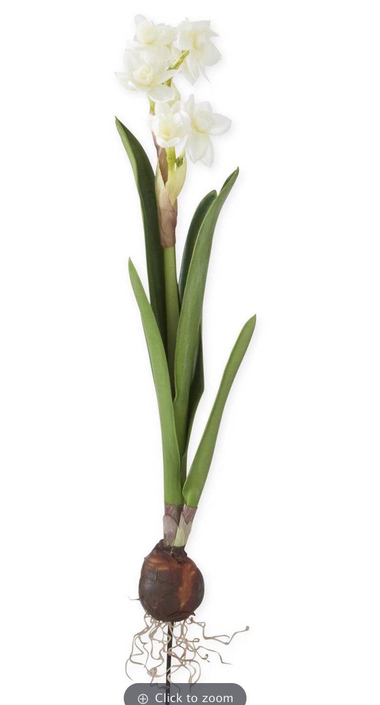 Tulip Bud Bloom 15 in