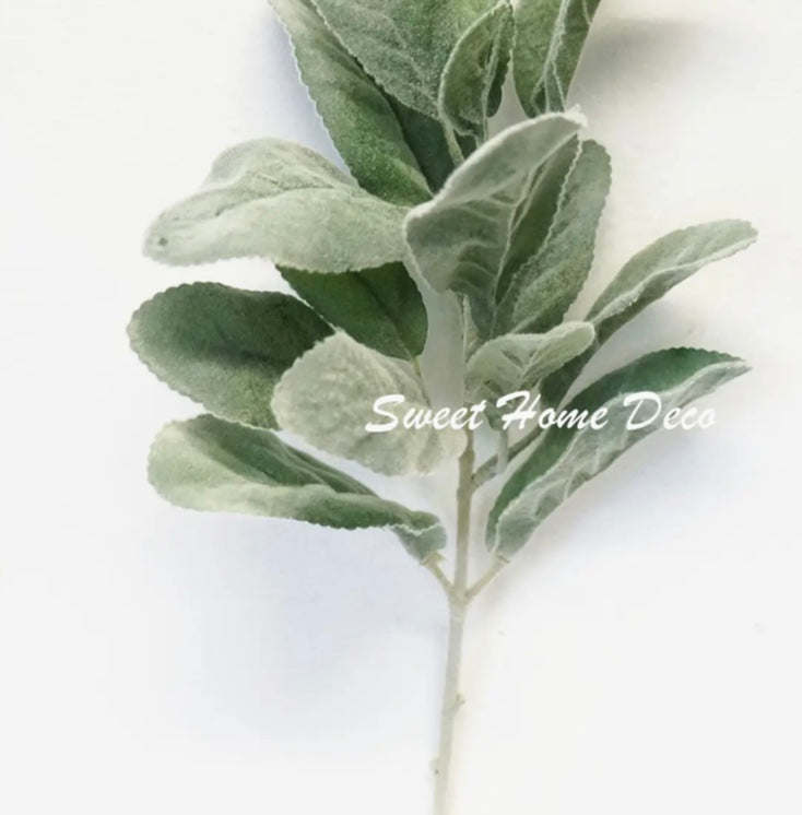 Lambs Ear