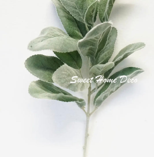 Lambs Ear