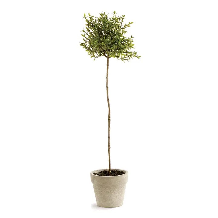 Thyme Topiary 13"