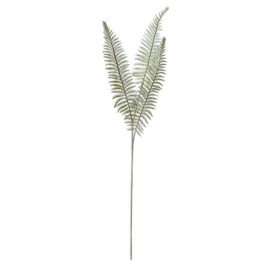Boston Fern Stem
