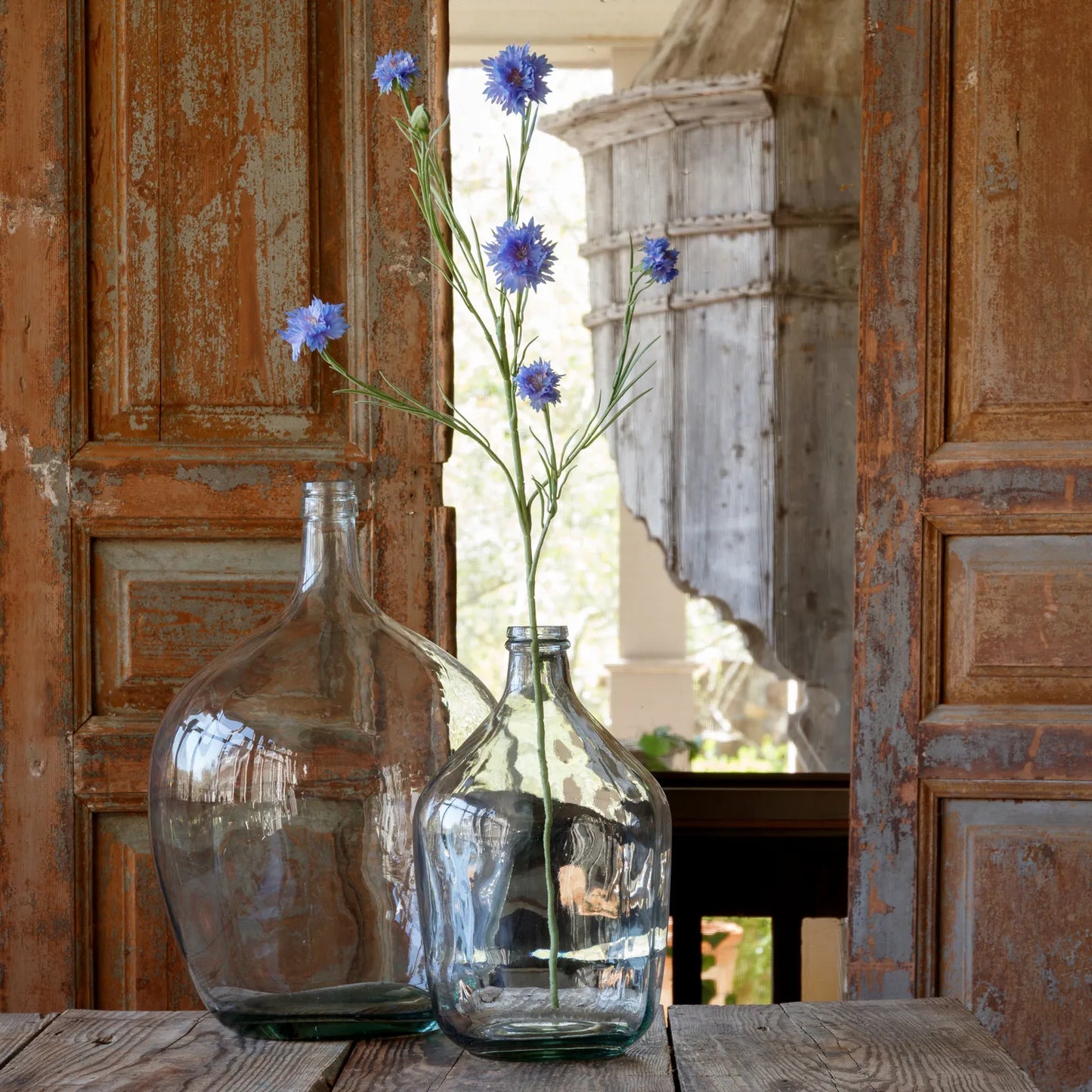 Bachelor Button Lavender-Blue